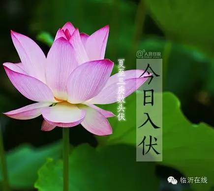 今天是几伏的第几天