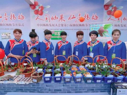 谁能分享仙居杨梅节的攻略？
