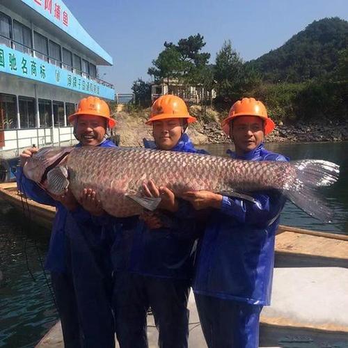 暴雨过后，浙江诸暨马路冲来“大鱼王”50多斤，该鱼是什么品种？