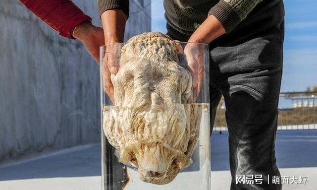 太岁吃什么东西