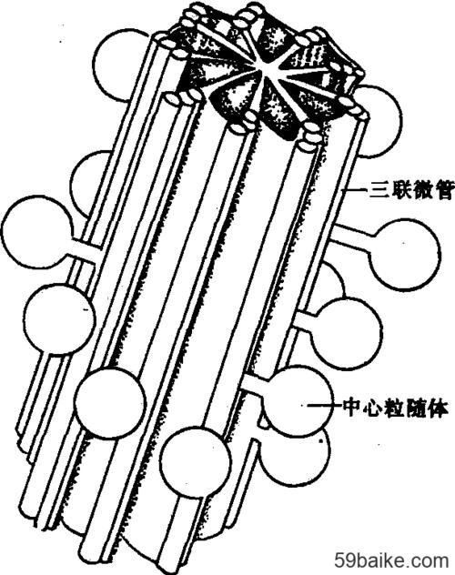 什么叫中间体？