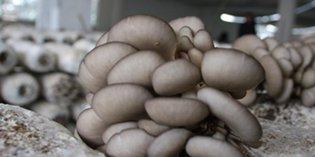 现在什么食用菌价格高