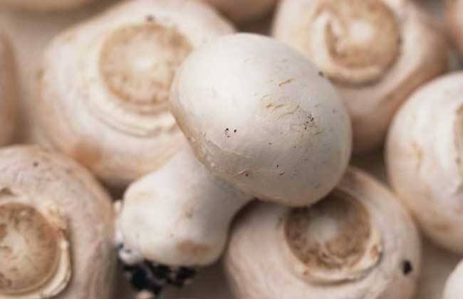 白灵菇和阿魏菇是一回事吗？