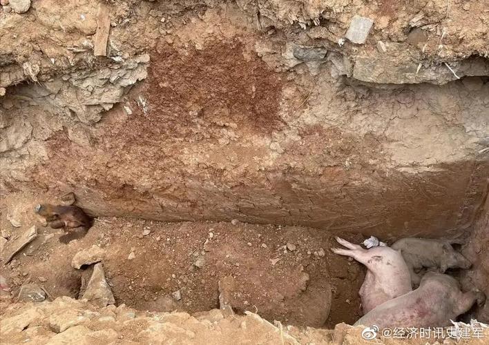 私自掩埋病死猪是否犯法