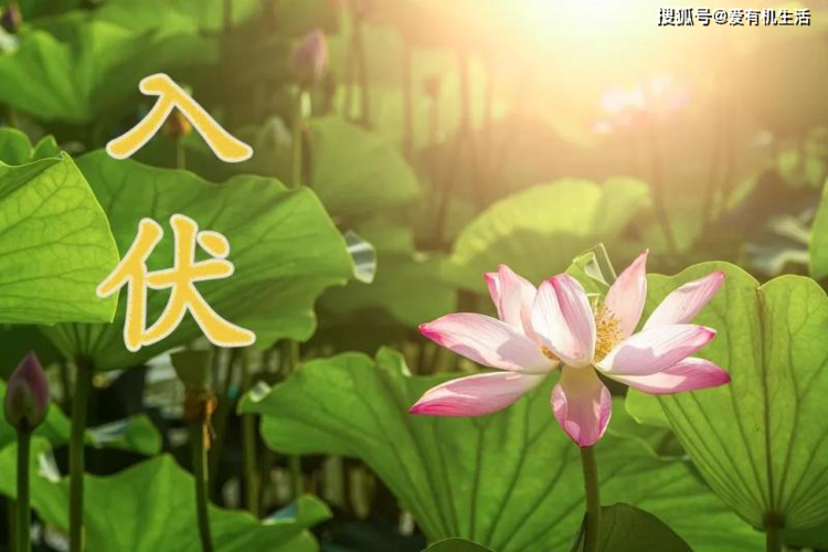 什么时间署伏呢