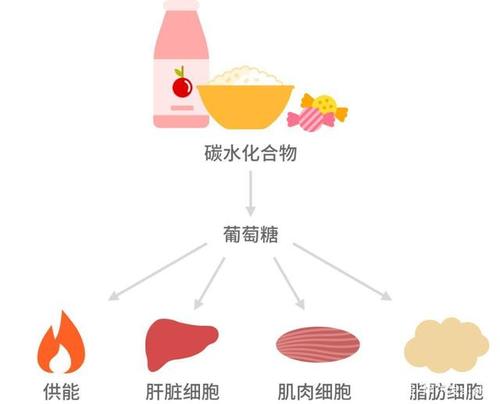 碳水化合物包括哪些
