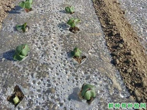 种植农作物时，覆盖的地膜都能起到哪些作用呢？