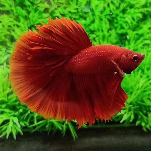 养观赏鱼能赚钱吗？