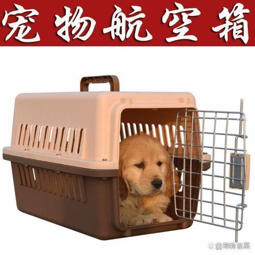 如何把宠物带上火车或飞机？