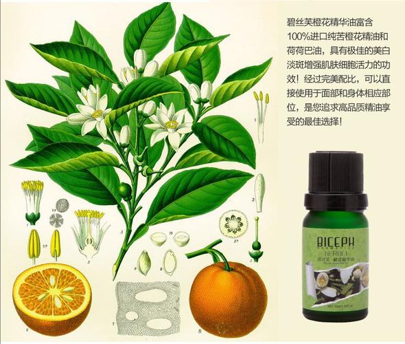 精油的作用与功效