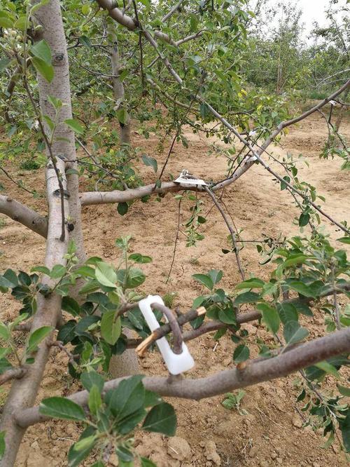 什么叫拉枝料