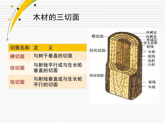 木材构造是怎样的？