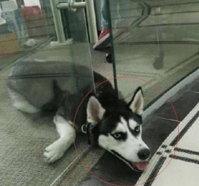 脑子被门夹了是什么意思阿。