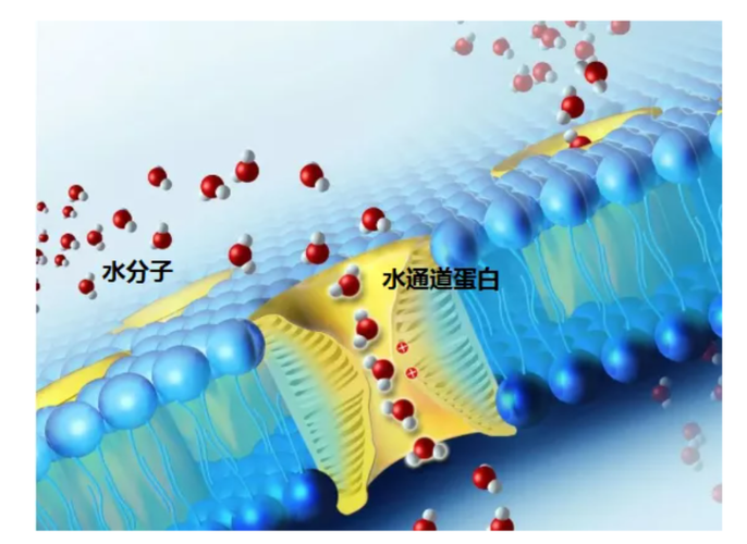 保湿剂的保湿因子