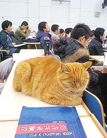 近日网络上疯传的“旁听猫”是哪所高校的？