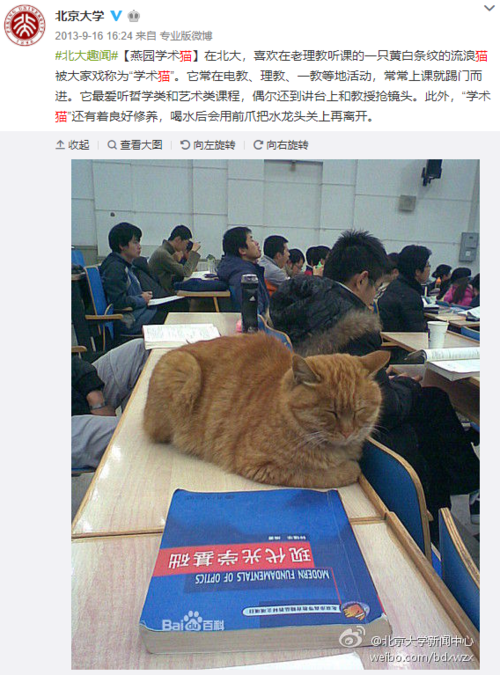 蹭课猫的北大蹭课猫
