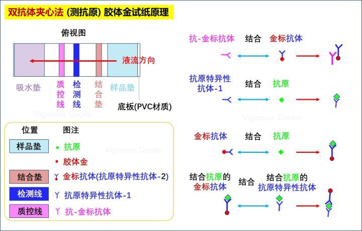 什么是抗体