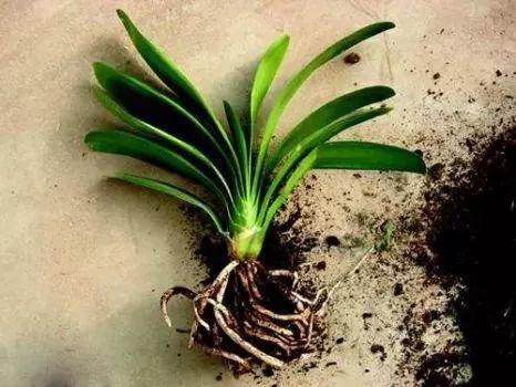 种过东西的花盆容器，残留的植物根系和叶子可以不清理吗？