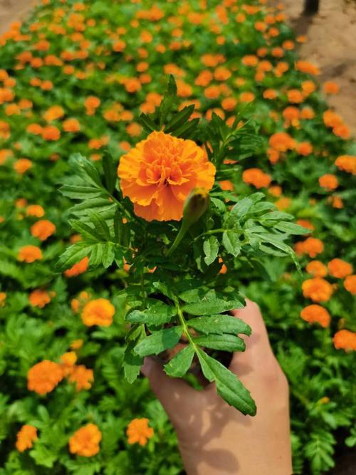 草花的介绍