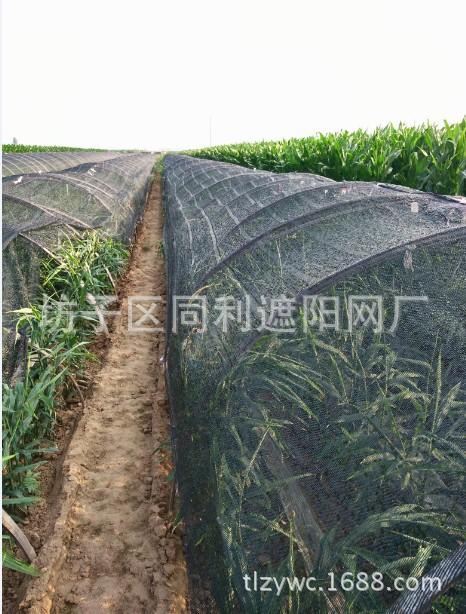 什么是农用遮阳网？