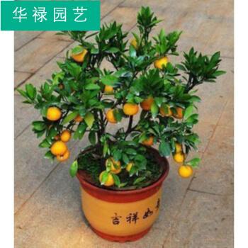 室内观果植物有哪些种类