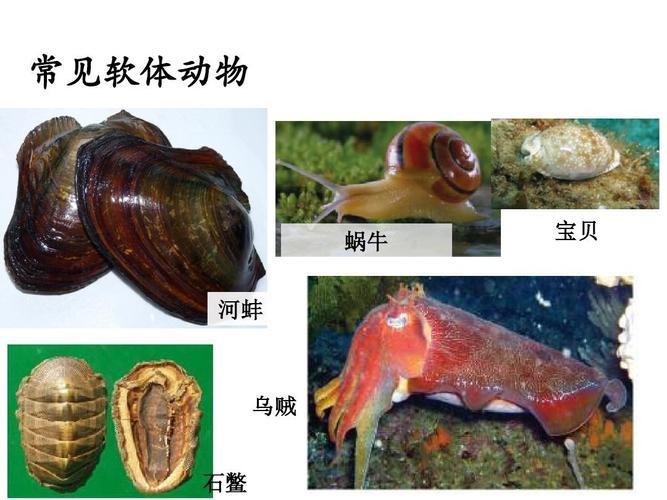软体类动物有哪些？