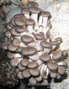 姬菇有哪几种栽培方式？