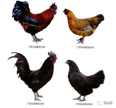 鸡的种类有哪些？