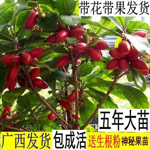 夏天适合种什么水果苗