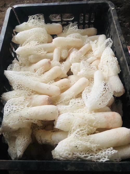 竹荪是什么东西