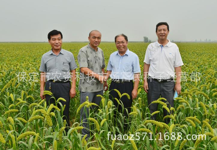 农民如何选购优良农作物种子？