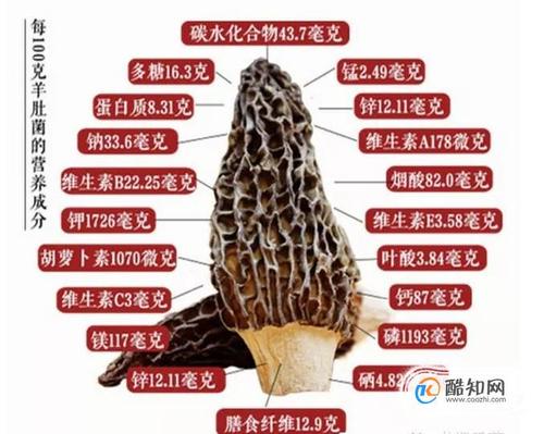 羊肚菌的功效与作用