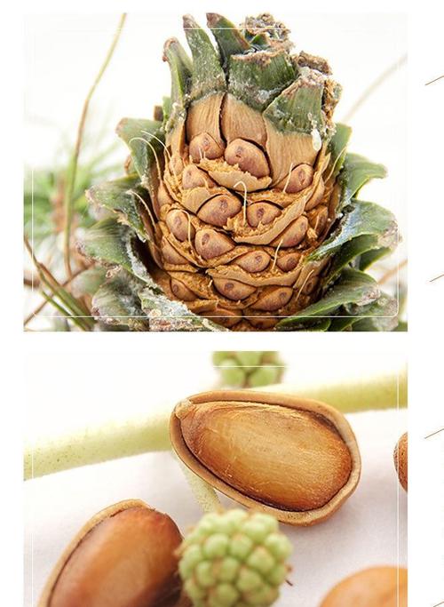 生松子的功效与作用有哪些啊