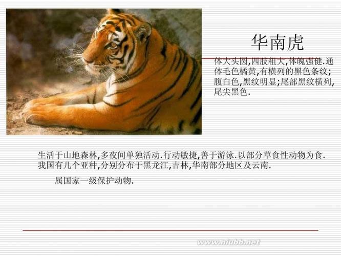 各种动物的资料