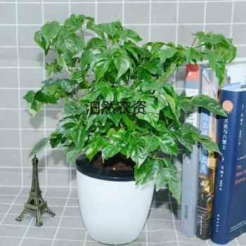 室内养哪些观花植物好