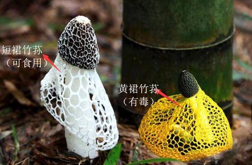 竹荪有哪些特征？