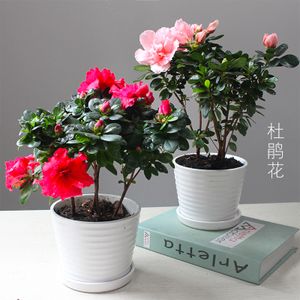 观花类盆景主要有哪些品种？