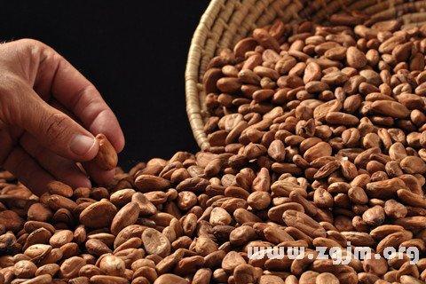 可可是什么？