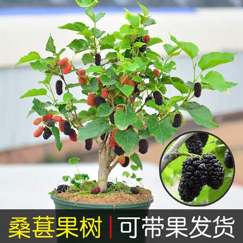 适合做盆栽的室内果树都有哪些