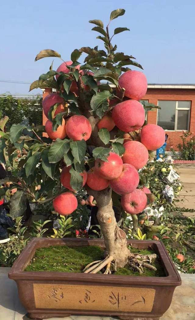 有哪些适宜室内种植的盆栽小棵果树？