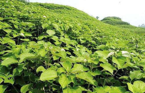 我国古代种植的纤维作物有哪些？