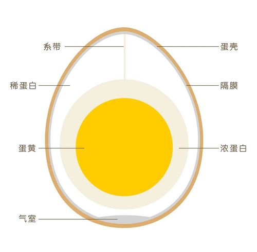 简述禽蛋的基本结构