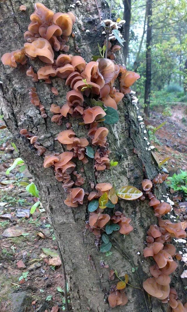 木耳的分类