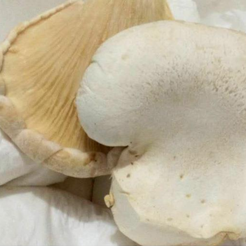 为什么把白灵菇叫做“天山神菇”？