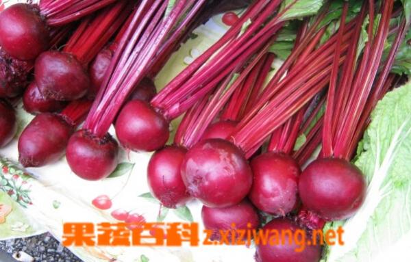 根块类蔬菜和水果有哪些