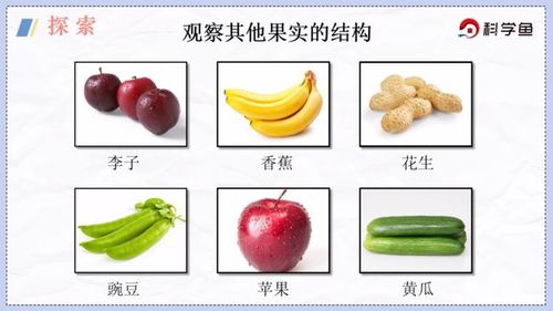 果肉与果实有什么区别