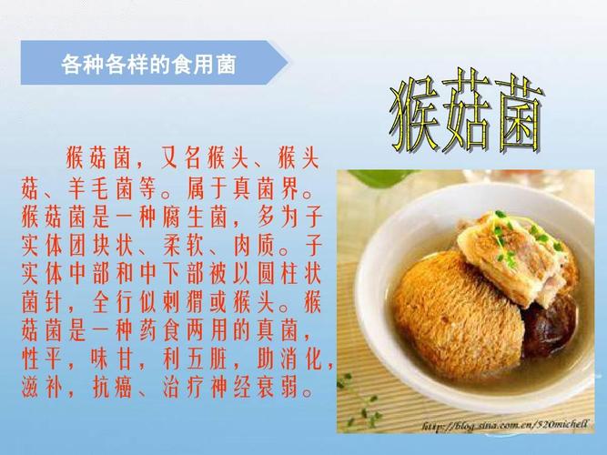 食用菌的分类