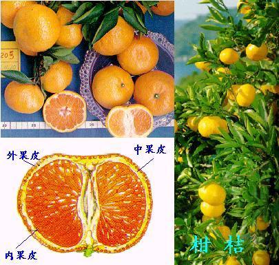 果皮与果肉的区别