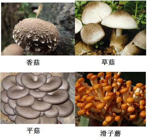 食用菌的种类