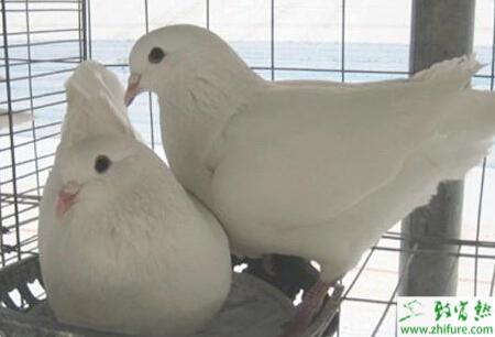 我们家养肉鸽，现在（H7N9）怎么样才能让生意赚钱或者不赔钱？